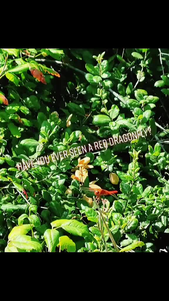 @🐉🩶MaryGreyMorningstar🩶🐉