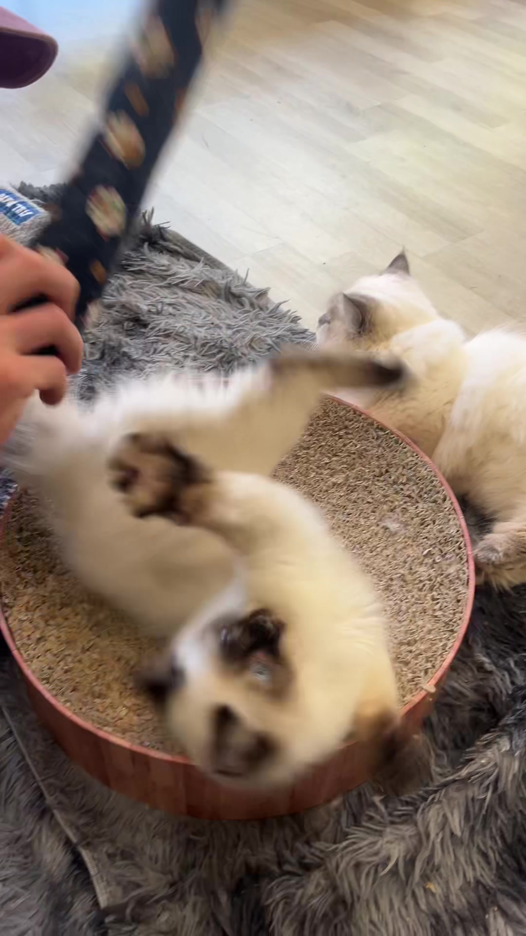 @crazycatcafe