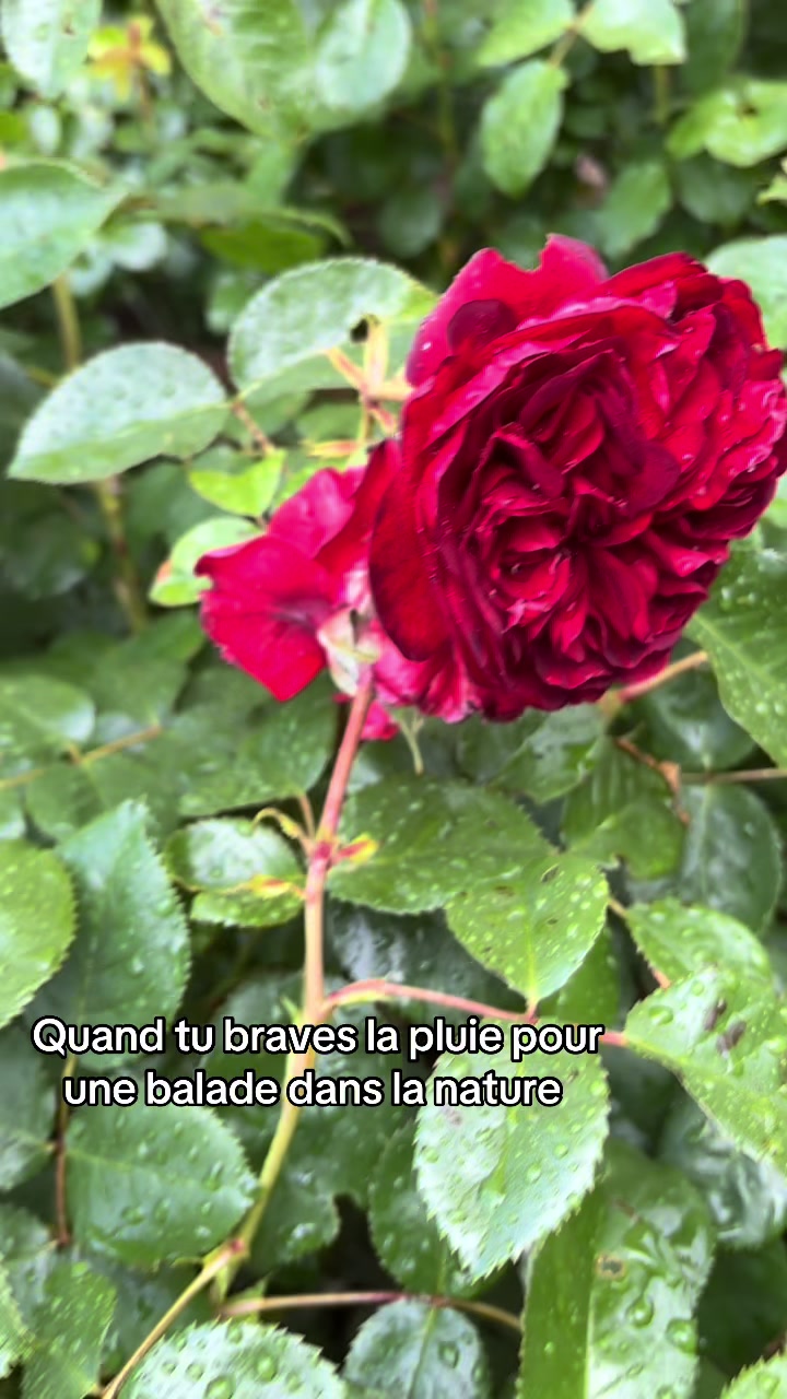 @Sea_Reine_seine_et_sereine