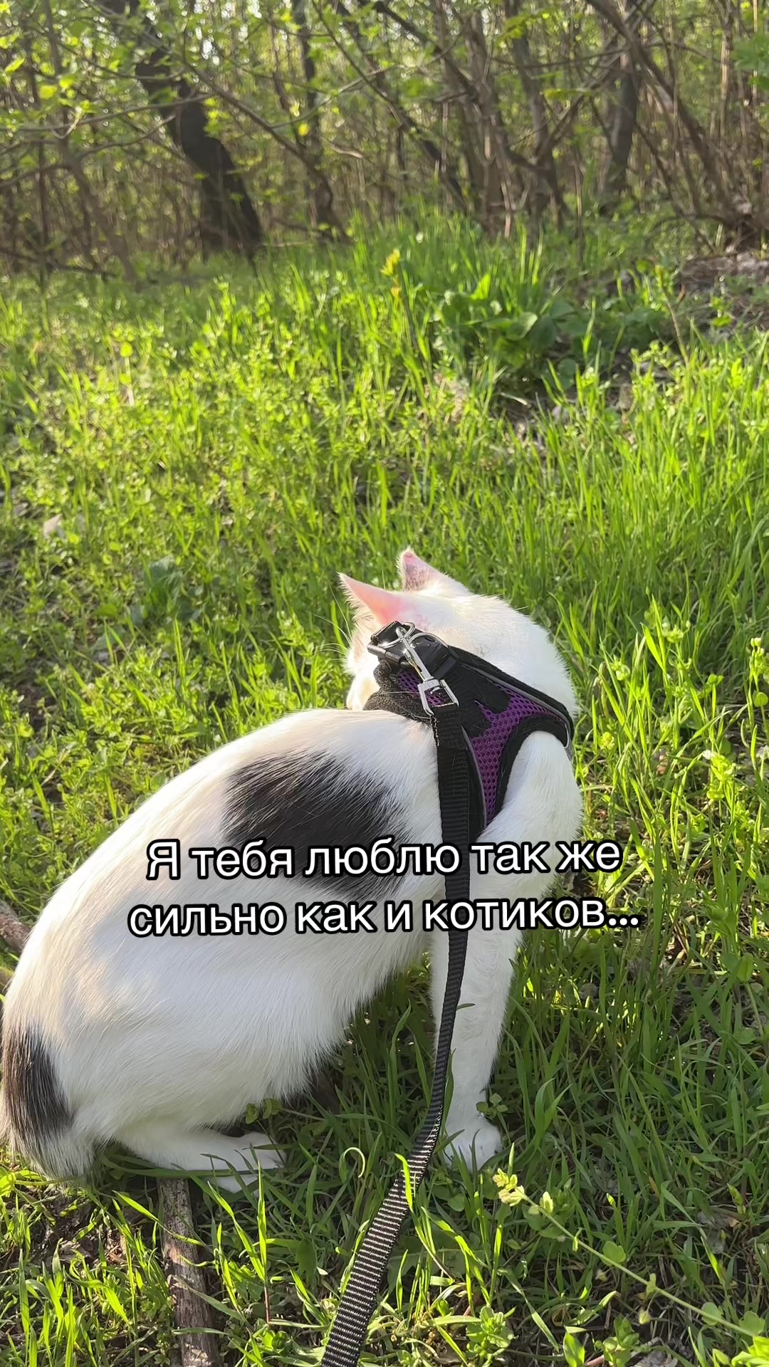 @Pashtet.com