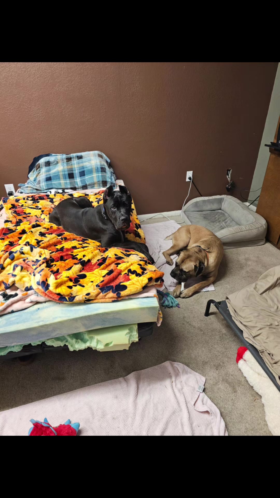 @tall tails rescue & transport