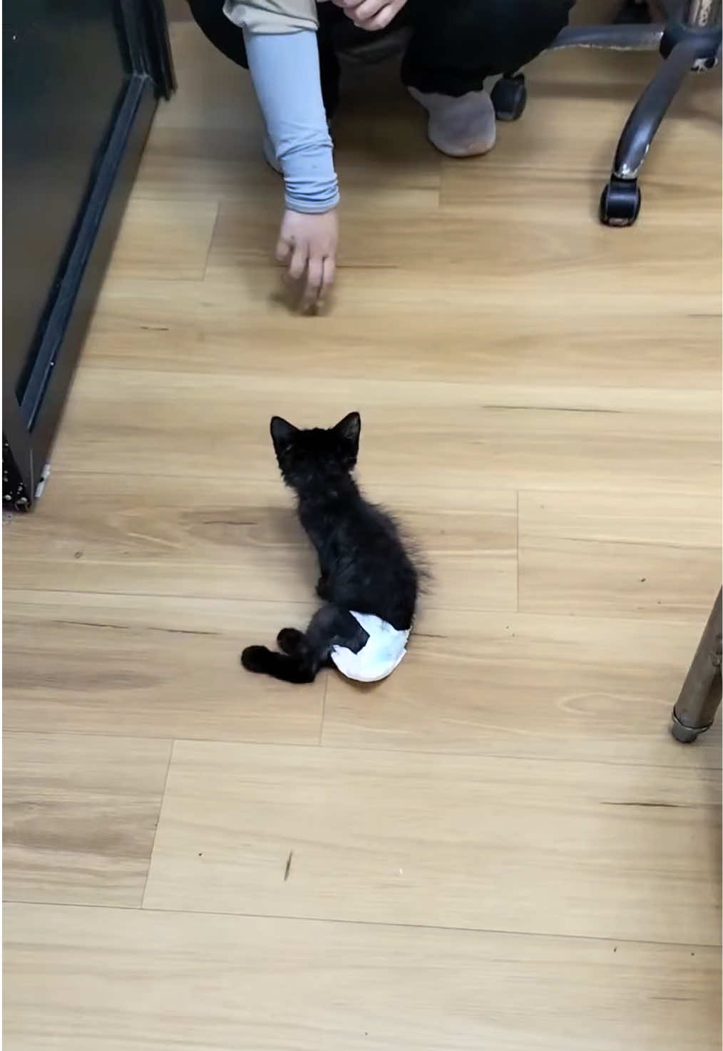@aria_cats_rescue