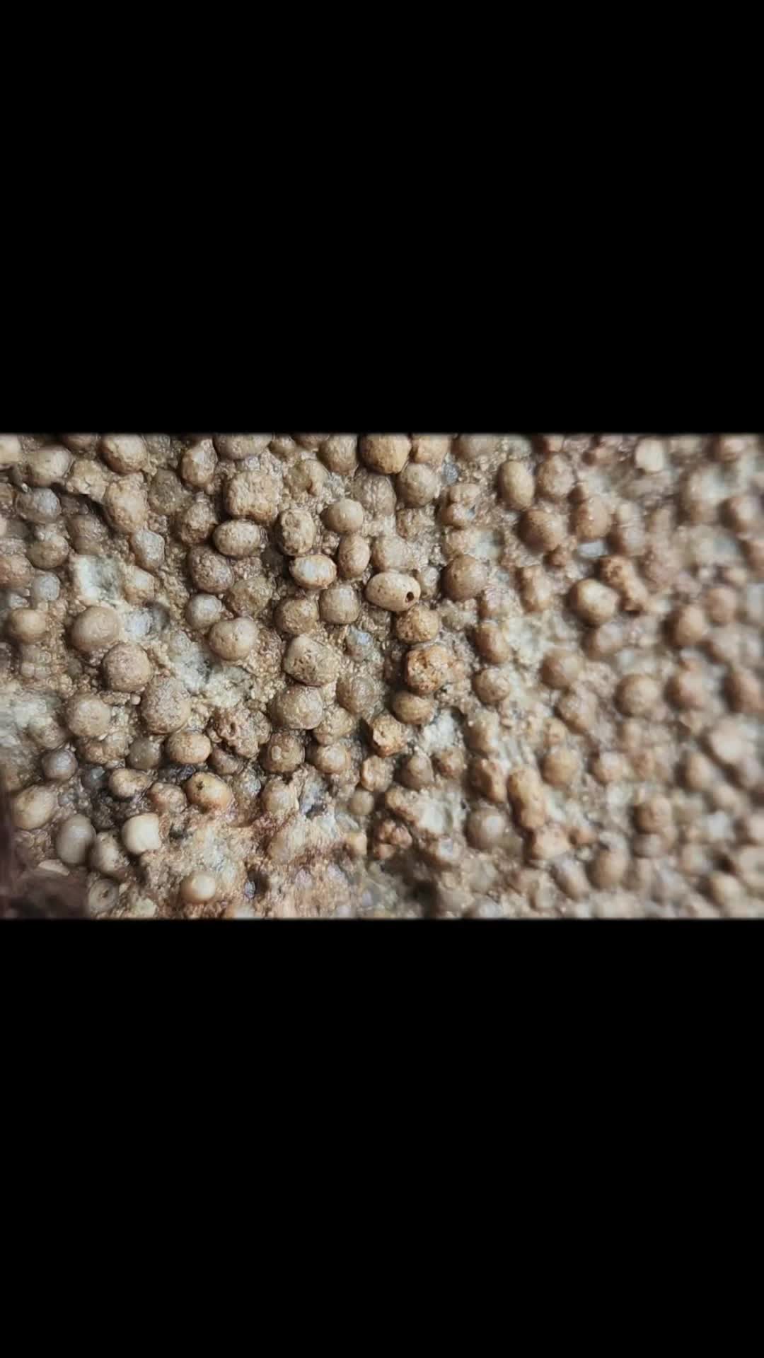 @EarthyFinds