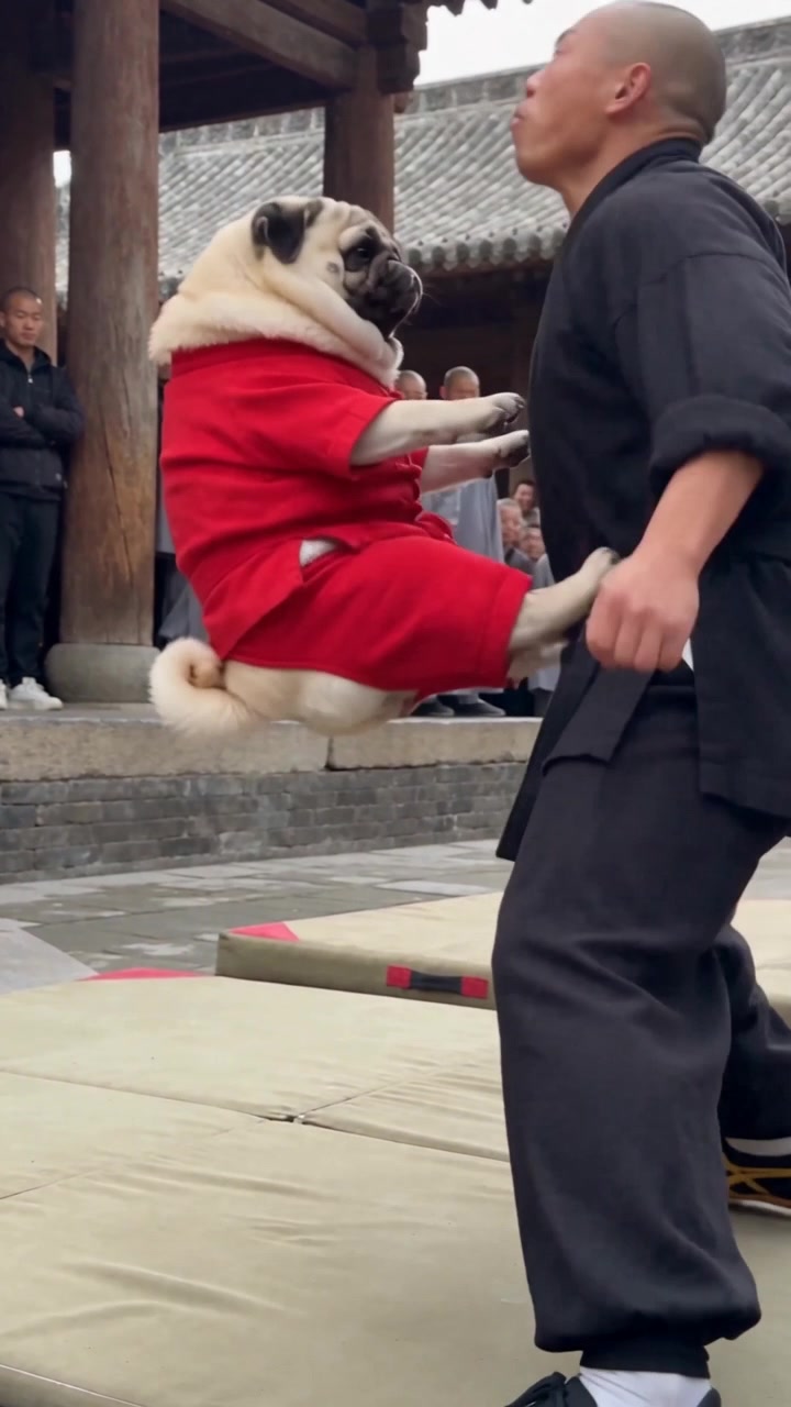@Lucas The Pug