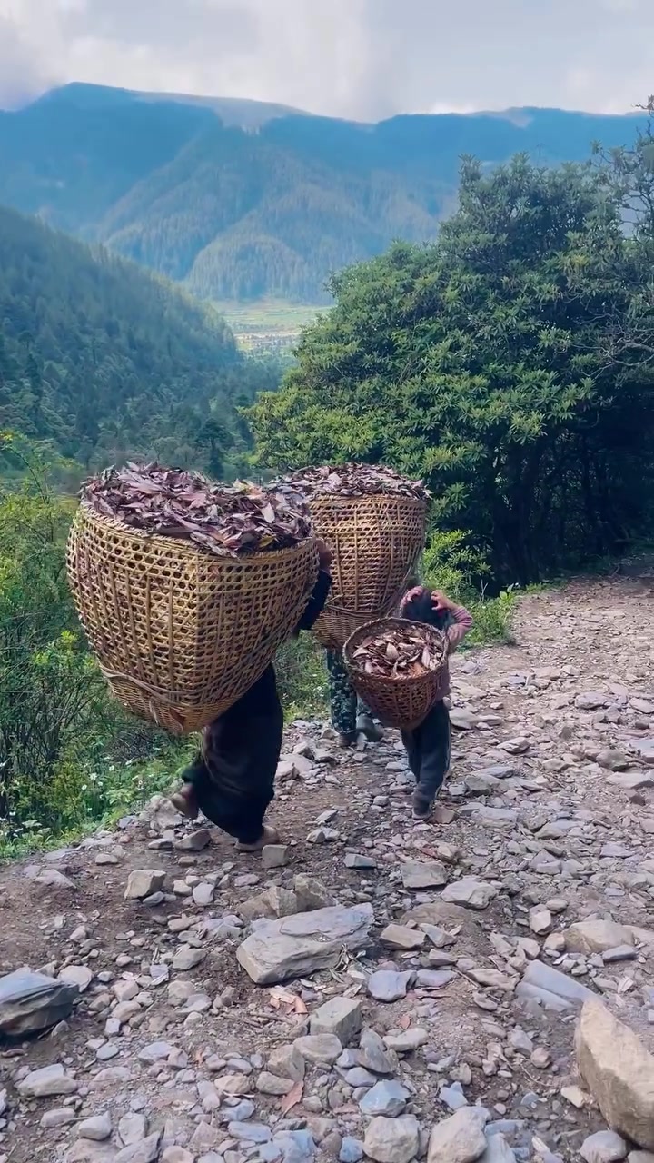 @थिँयाल 🌿