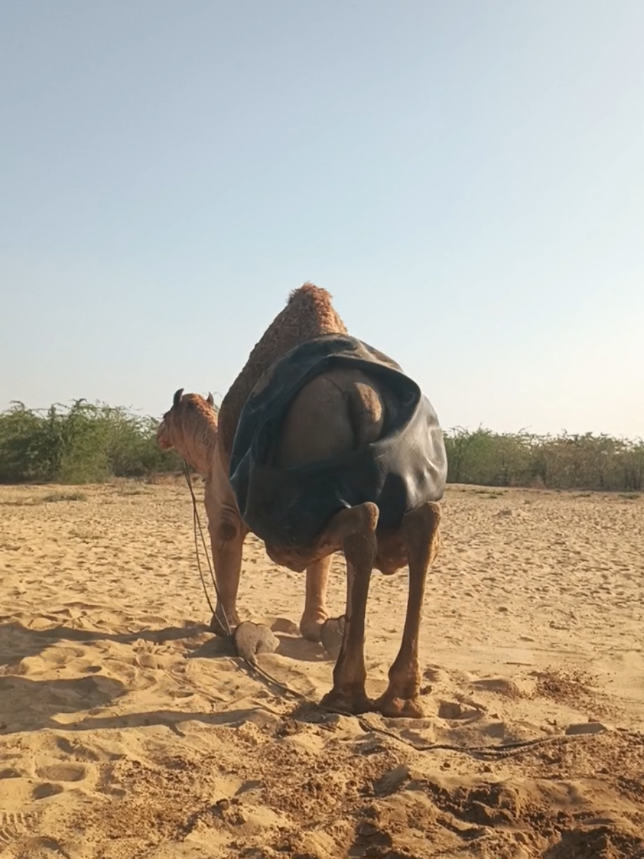 @Animals of desert