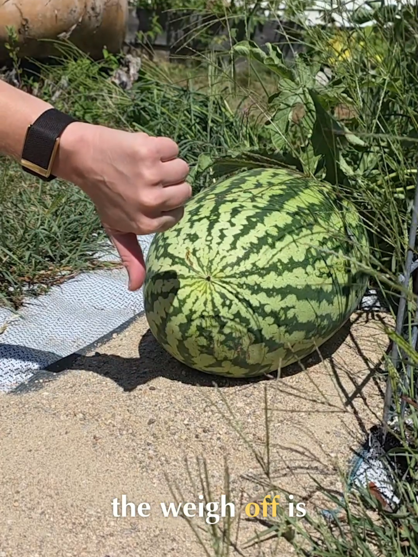 @Pumpkinista