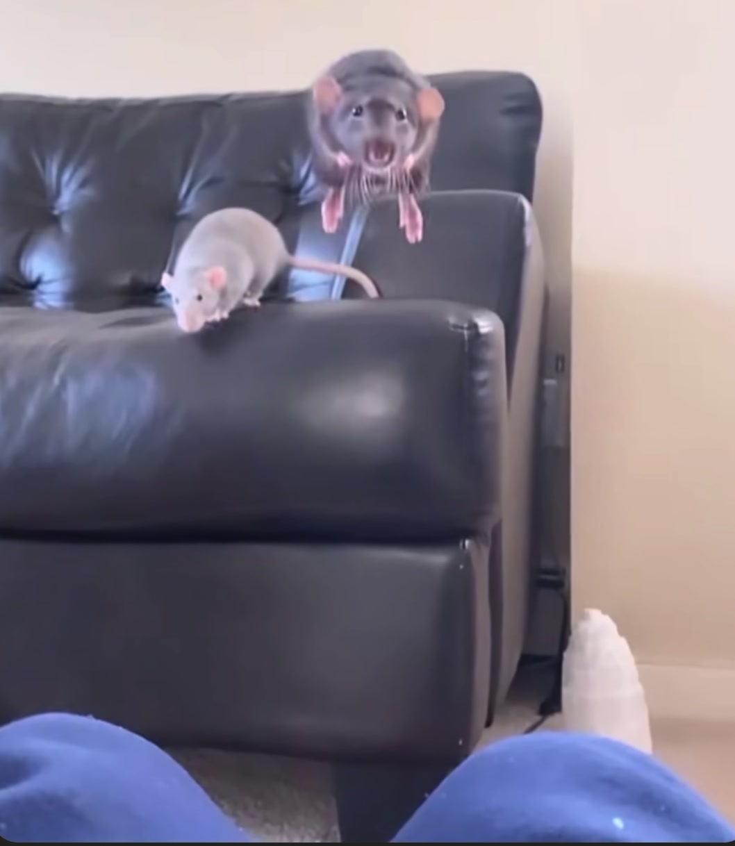 @Gargamel L'Féroce 🐀✨