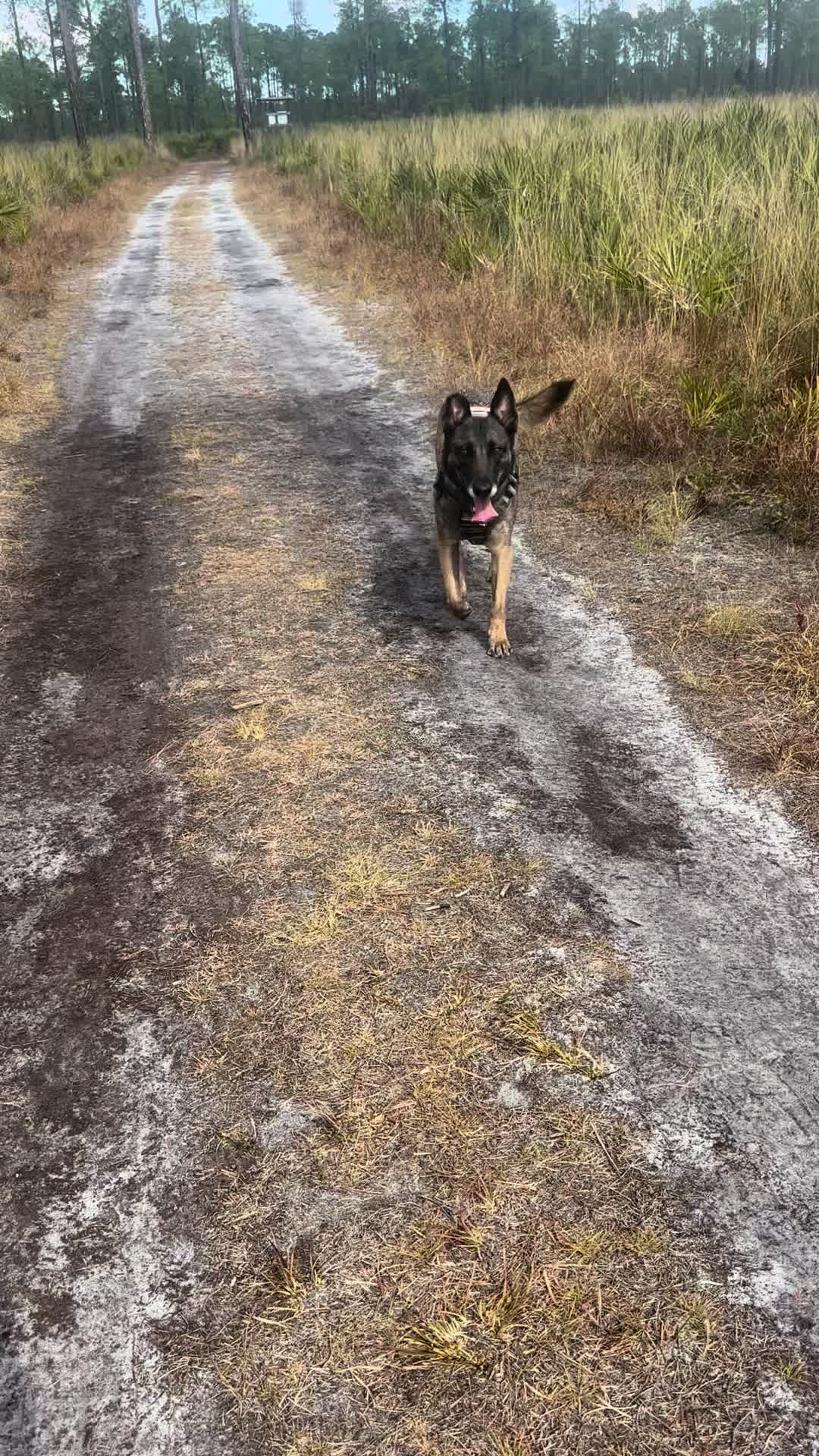 @K9.corporal