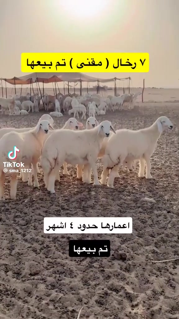 @mohamed_ksa0