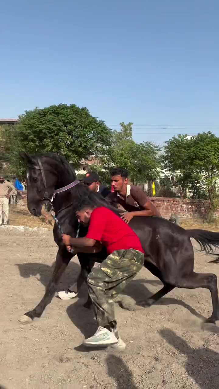@🏇 MARWARI HORSE RACING 🏇