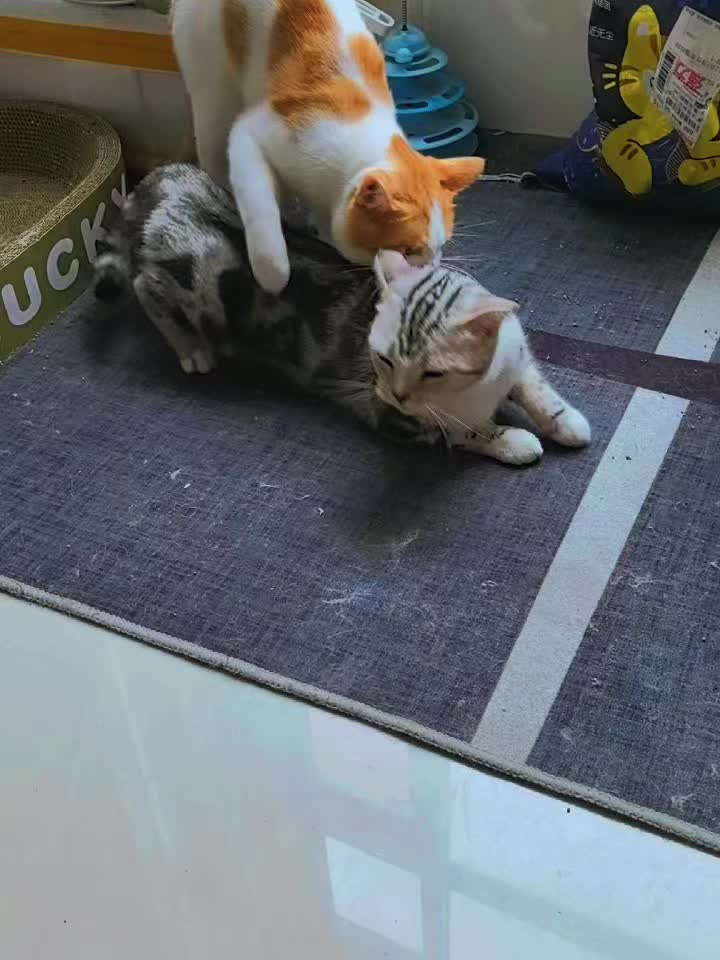 @Animals Fun