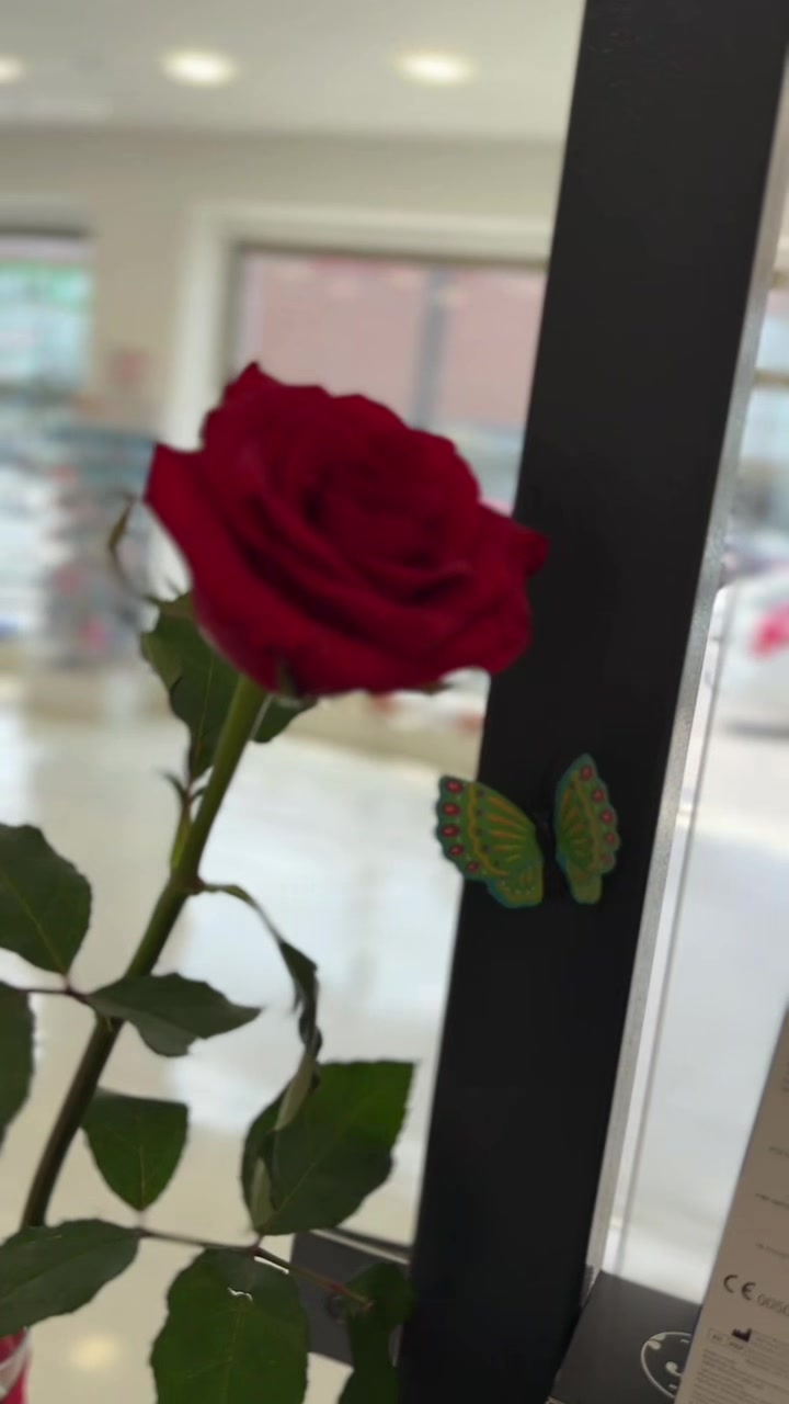 @Zehra.14