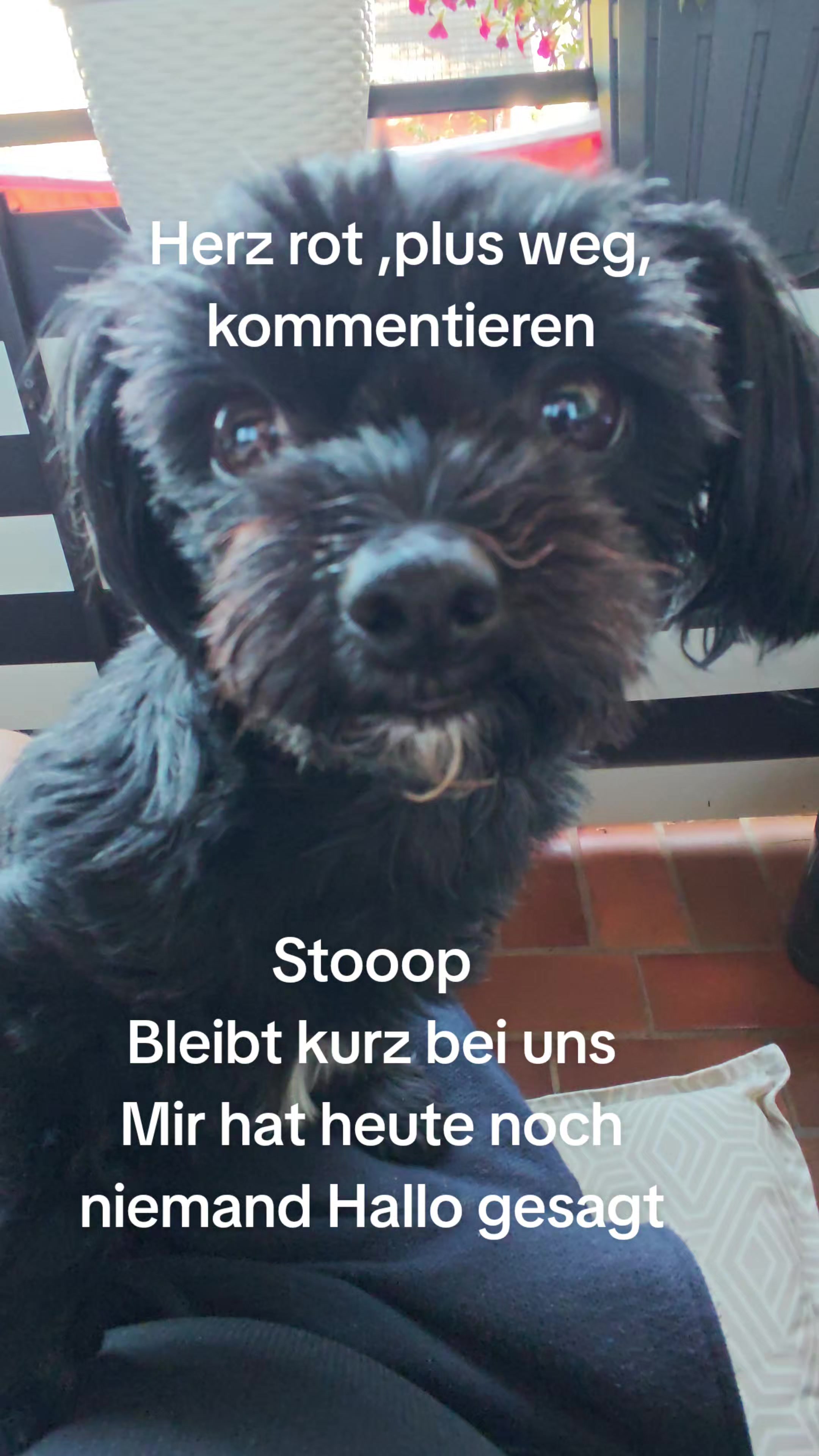 @P&ouml;ppi