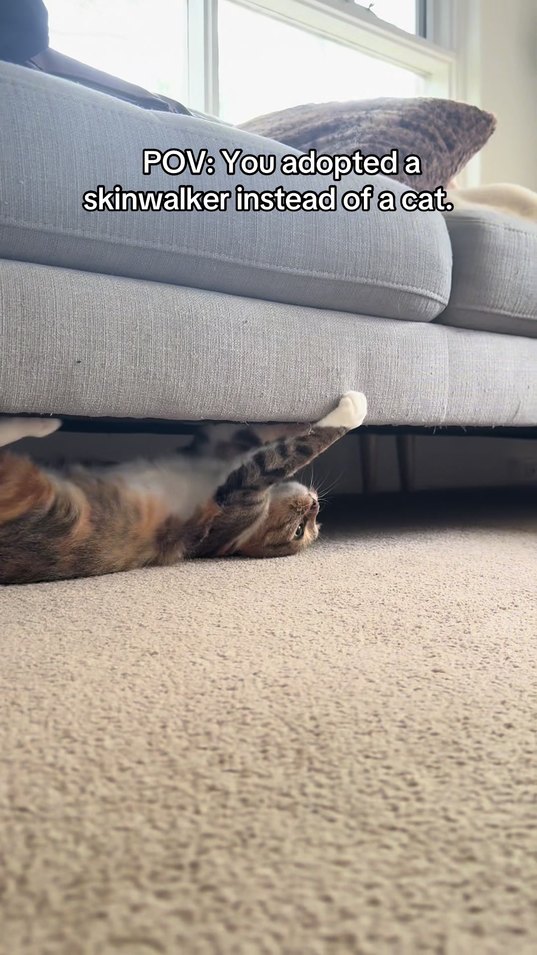 @mitmitcats