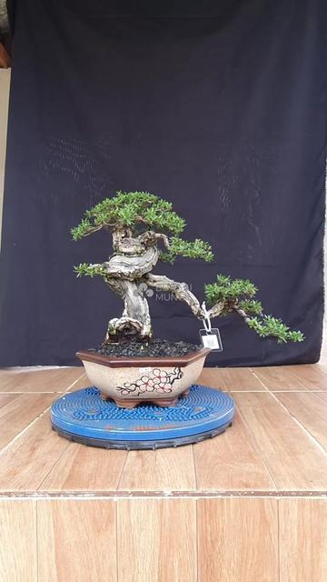 @Bonsai Mungil