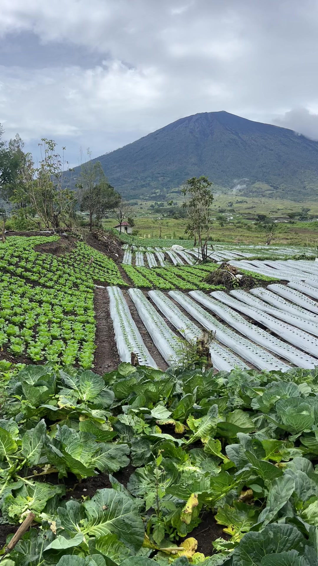 @tukangSAYUR🥕