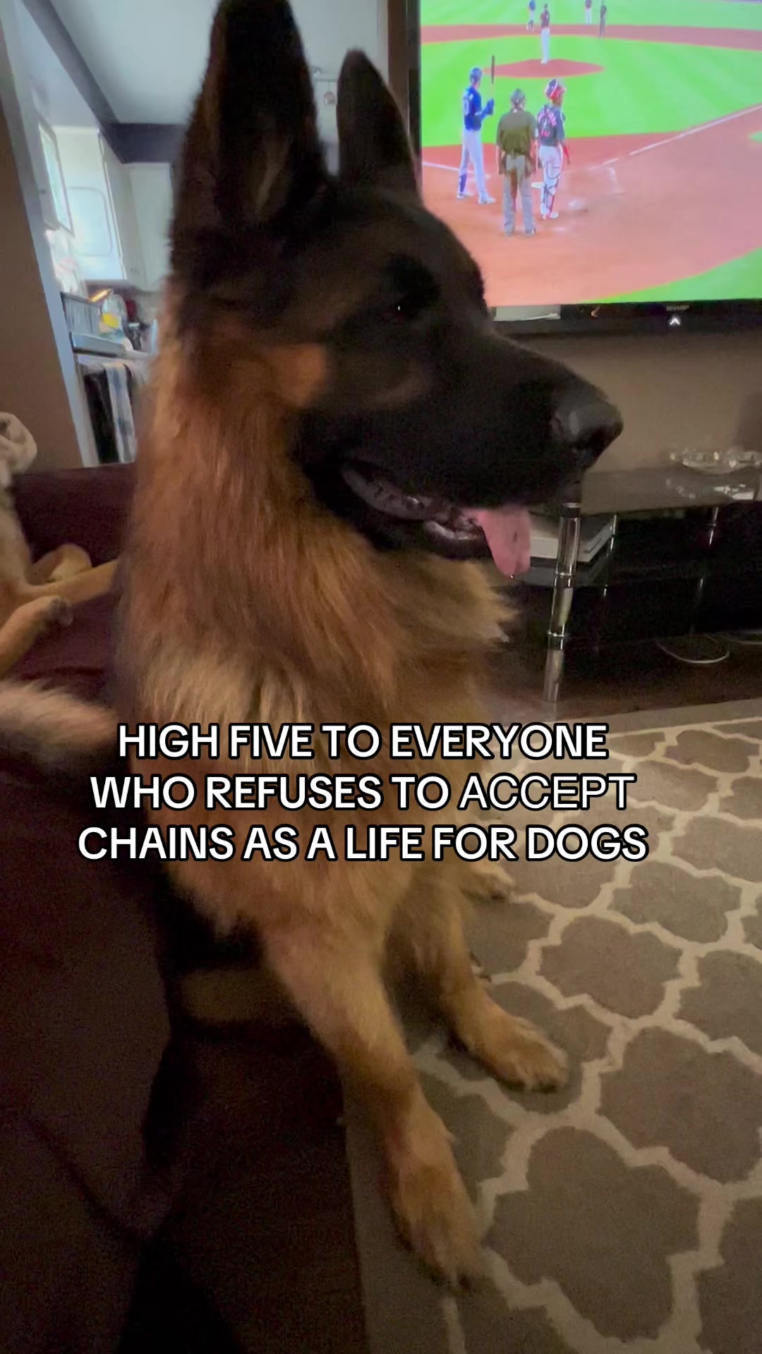 @ksdoggos