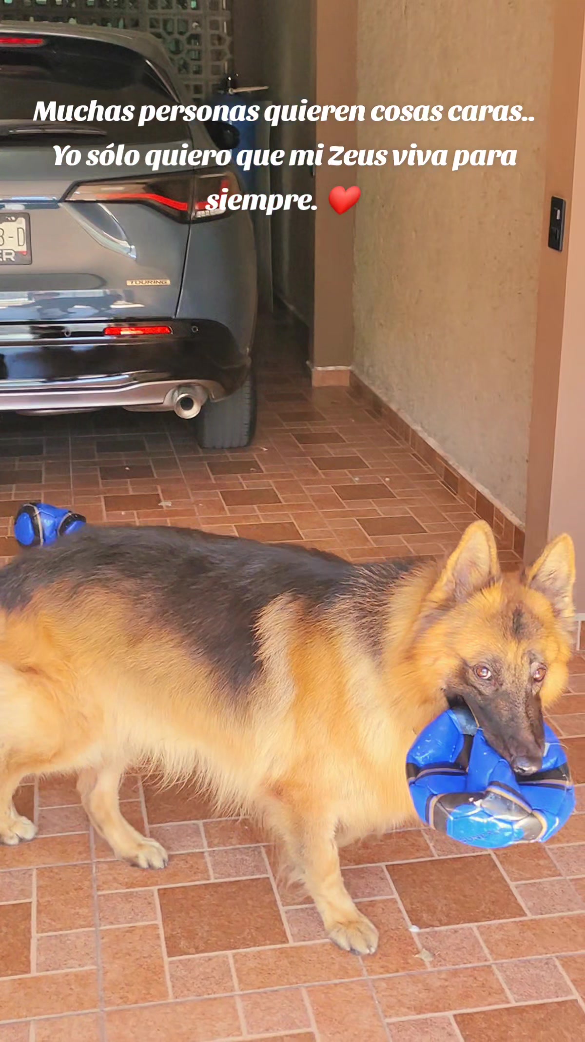 @Cachorretezeus