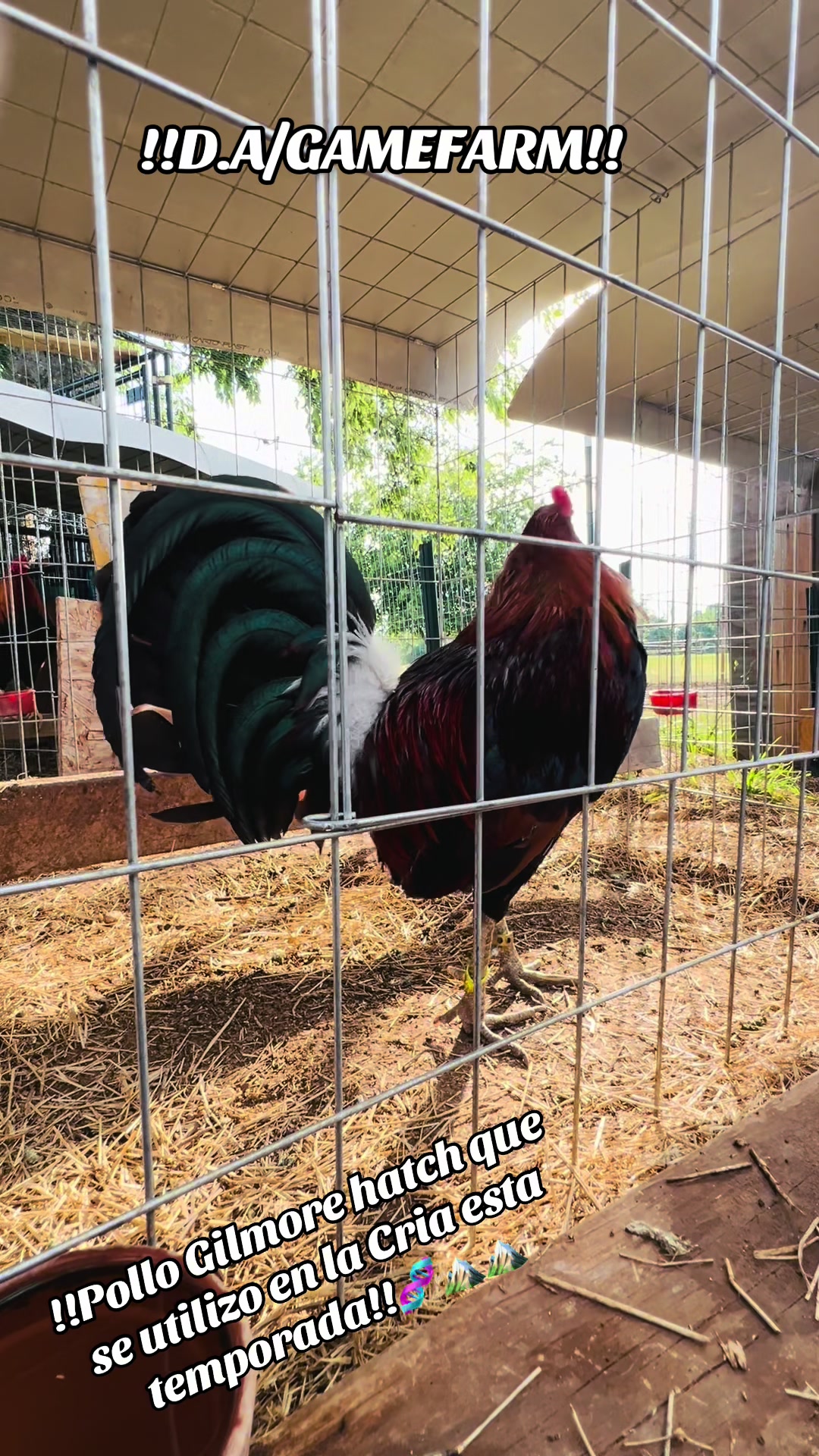@DAgamefarm