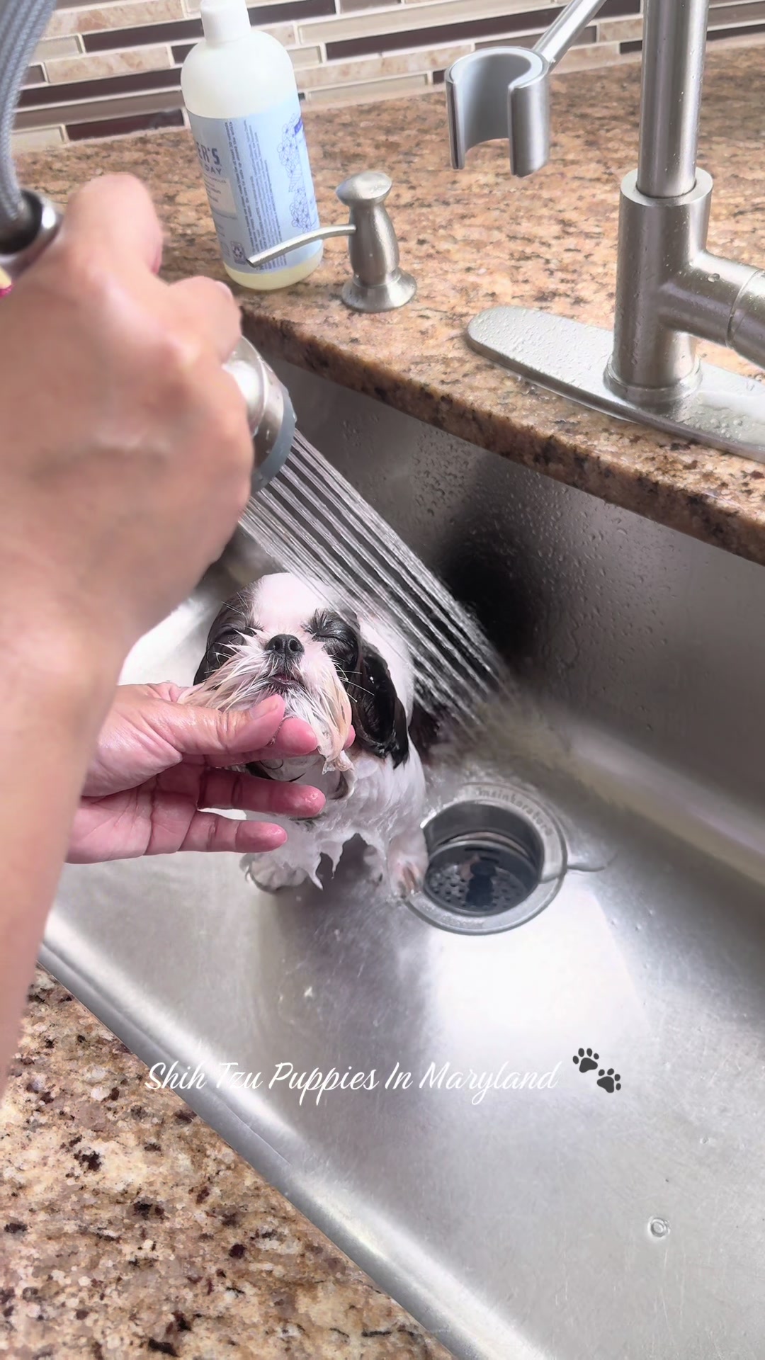 @Shih Tzu Puppies in Maryland