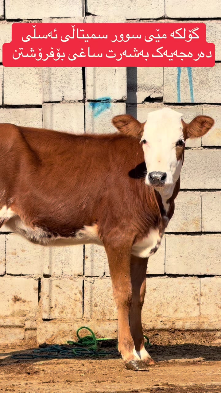 @مەیدانی ئاژەڵانی محمد 🐄🐂