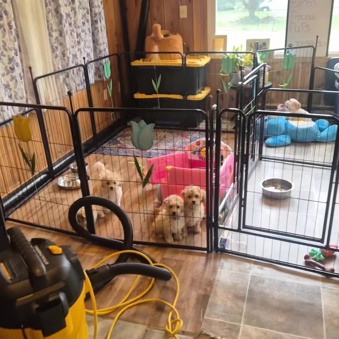@Barb's Precious Pups