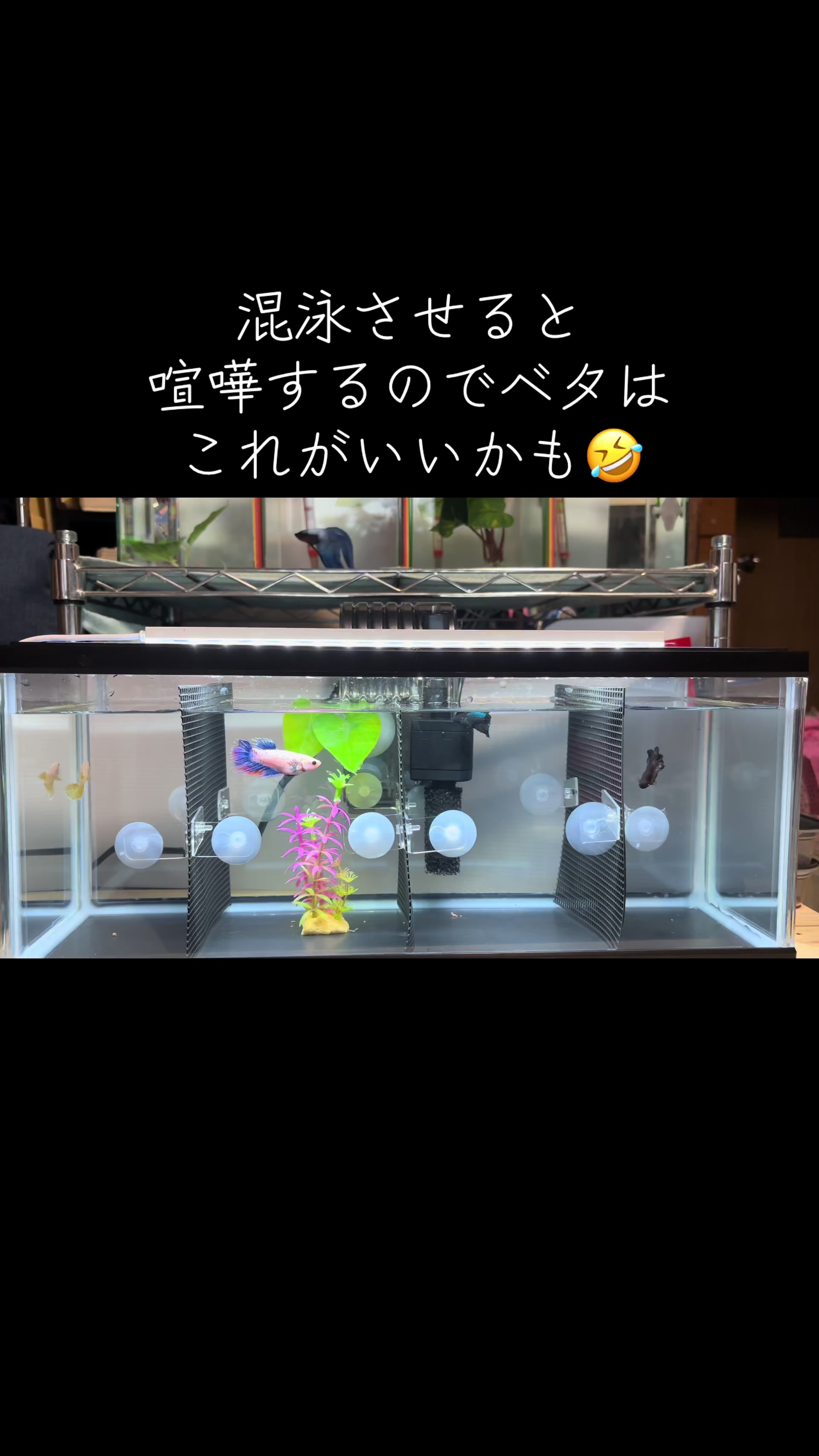 @ちあ🐠🫧