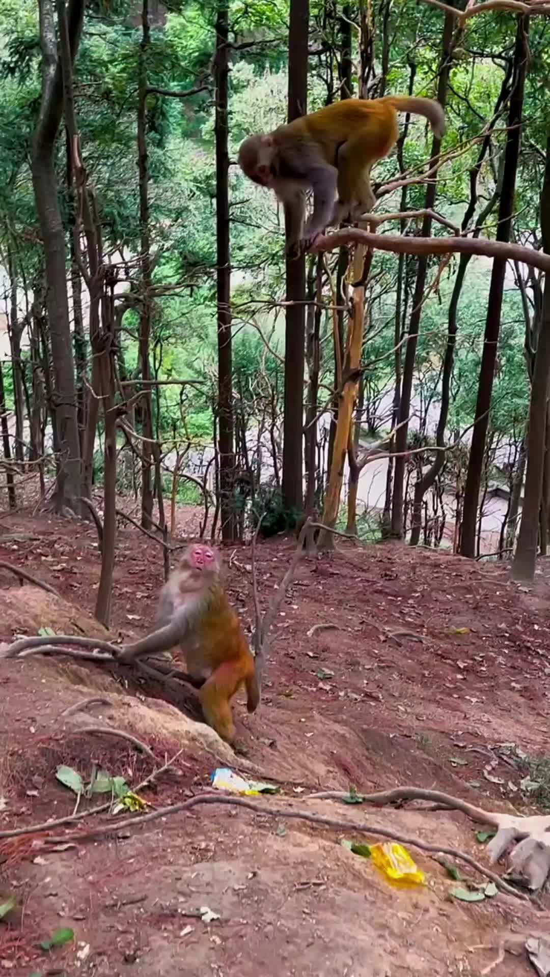 @LilMonkeyVibes