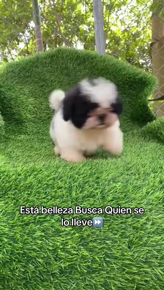 @Dogsr_rd1