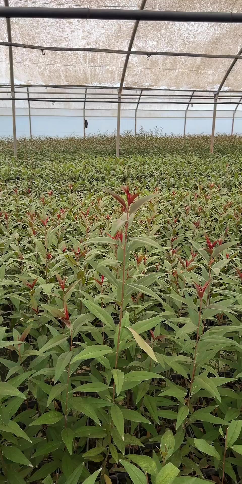 @p&eacute;pini&egrave;re yb agro