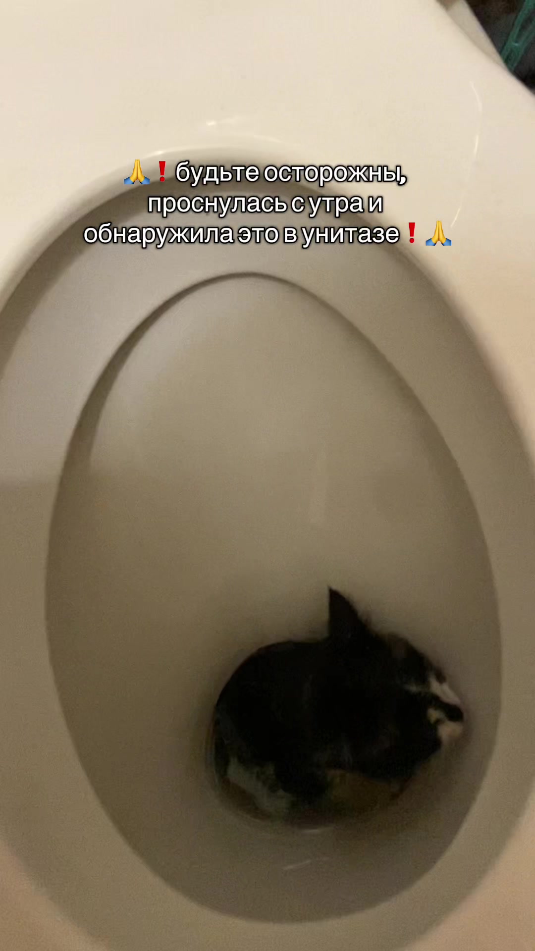 @qisooniq