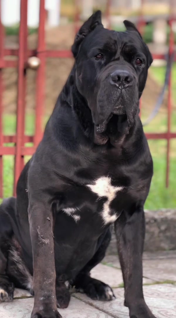 @CANE CORSO CLUB