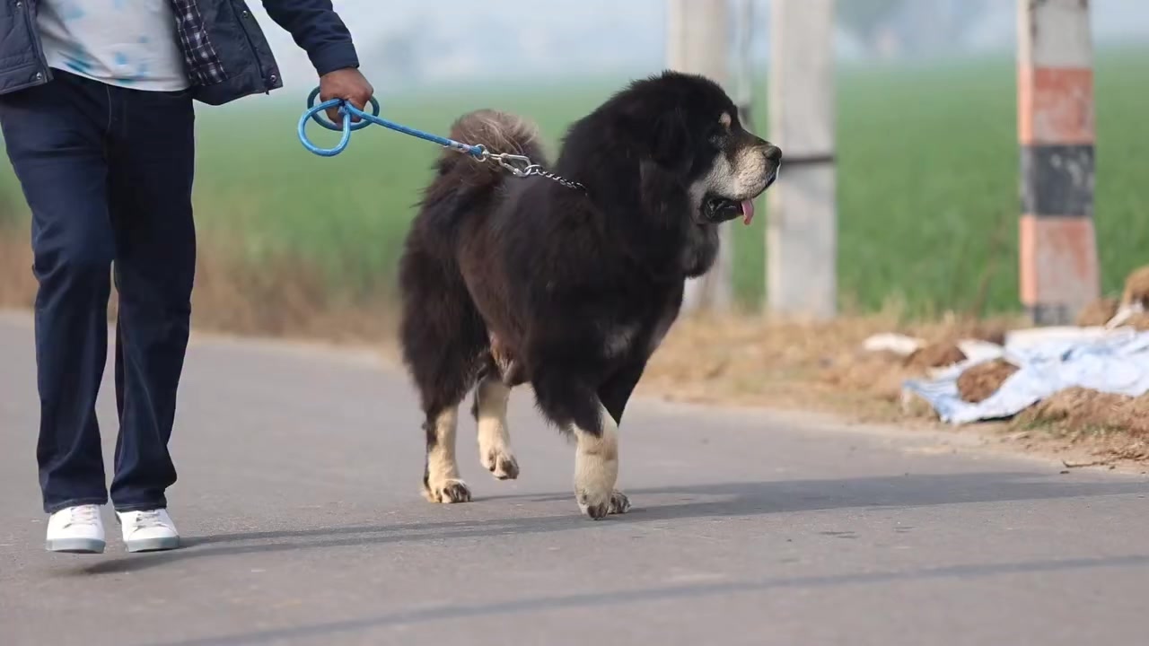 @Kashmiri_Bakrwal_Dog