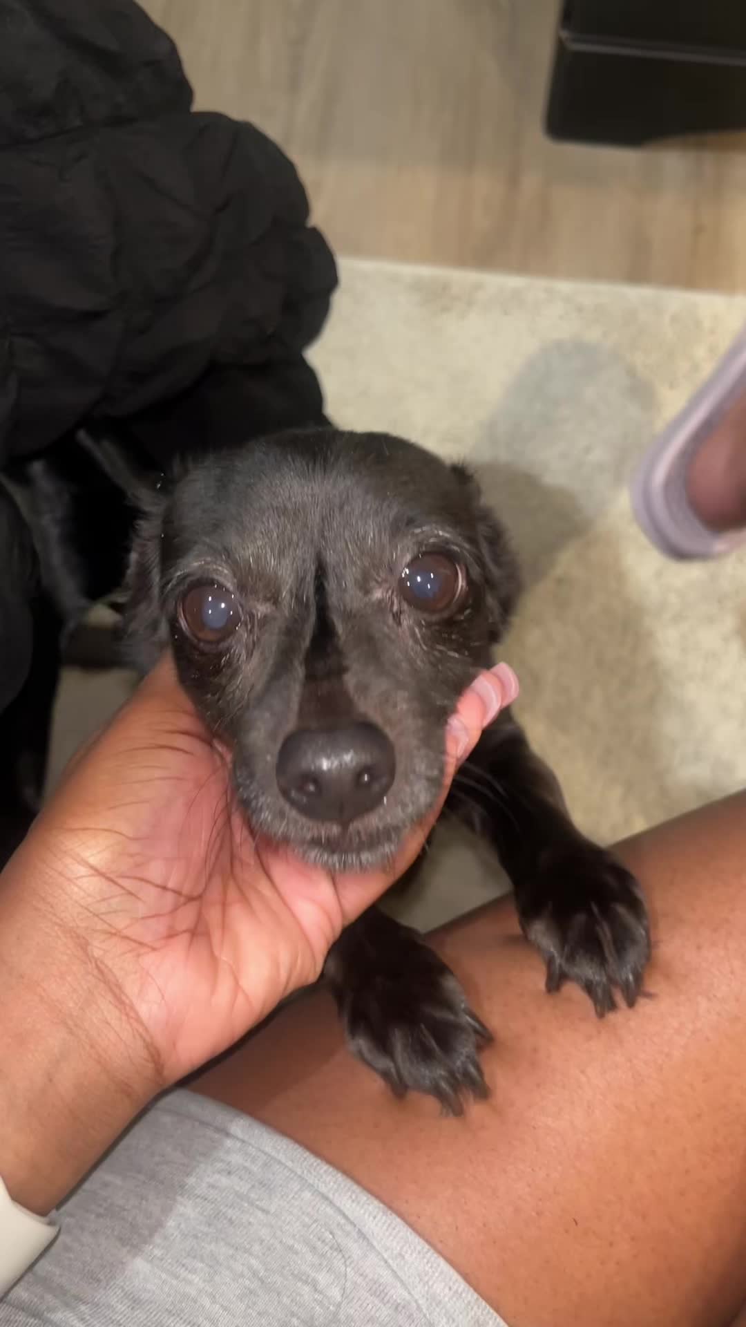 @Blackjack_Chihuahua