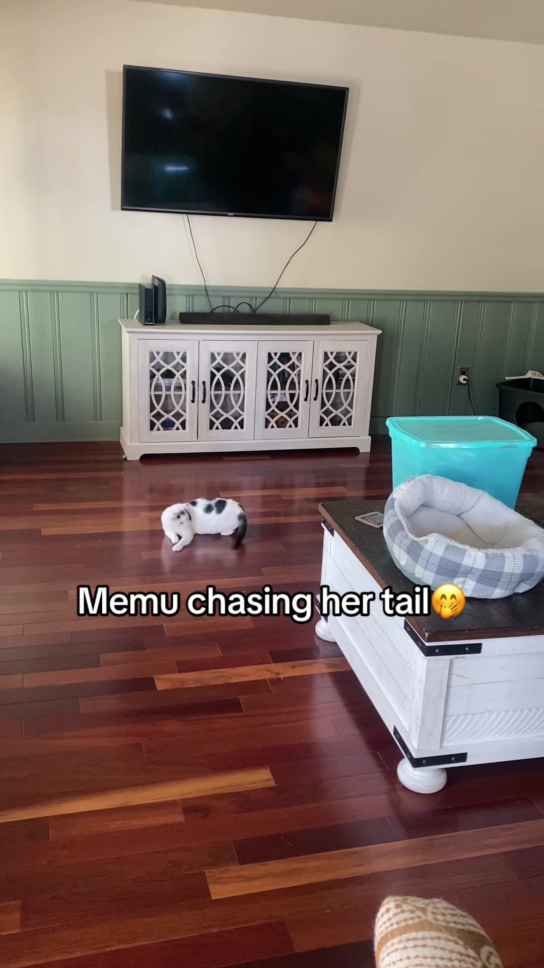 @xSheiBunnix