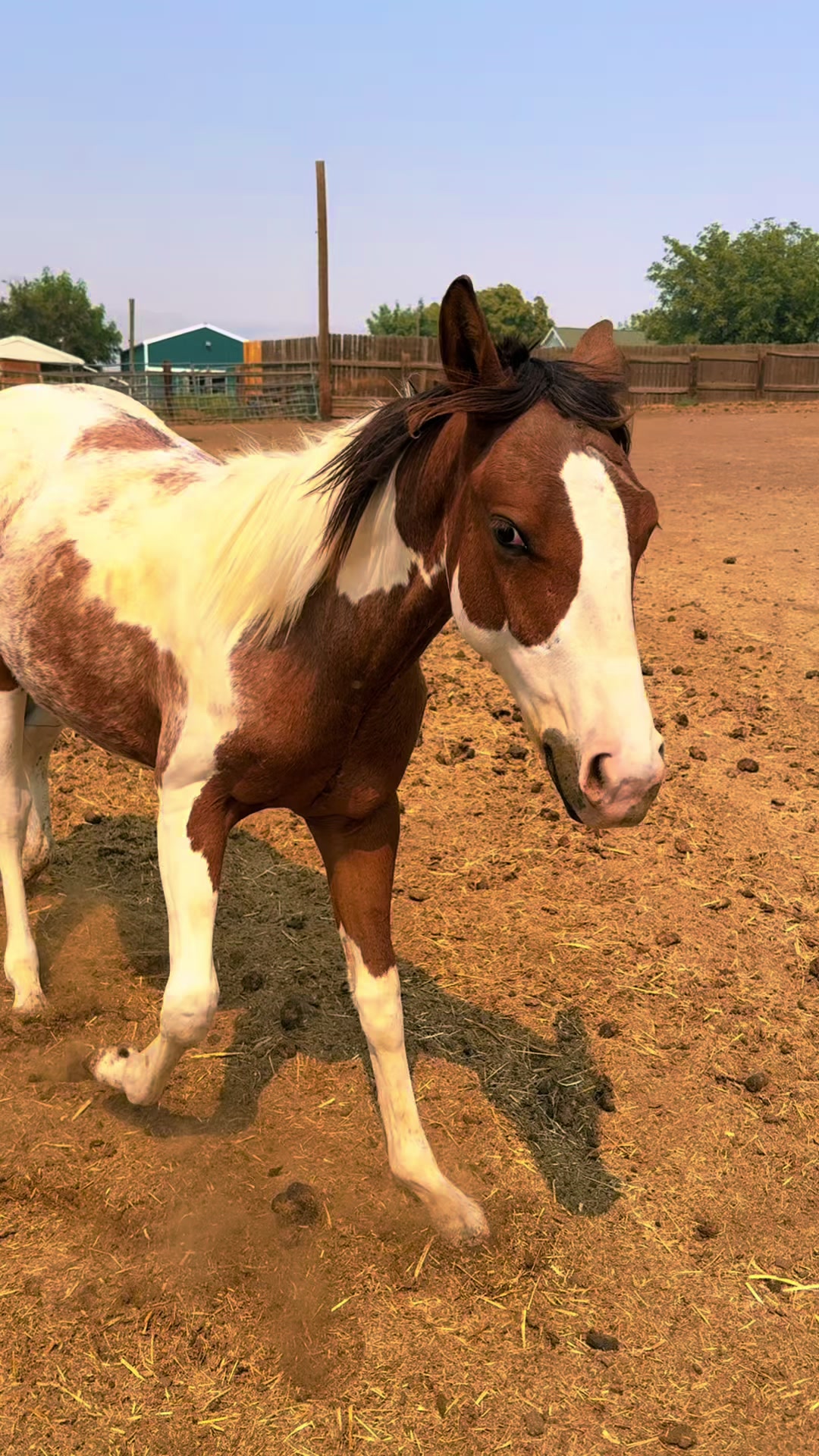 @Cowgirl Tuff Colt Training ❤️
