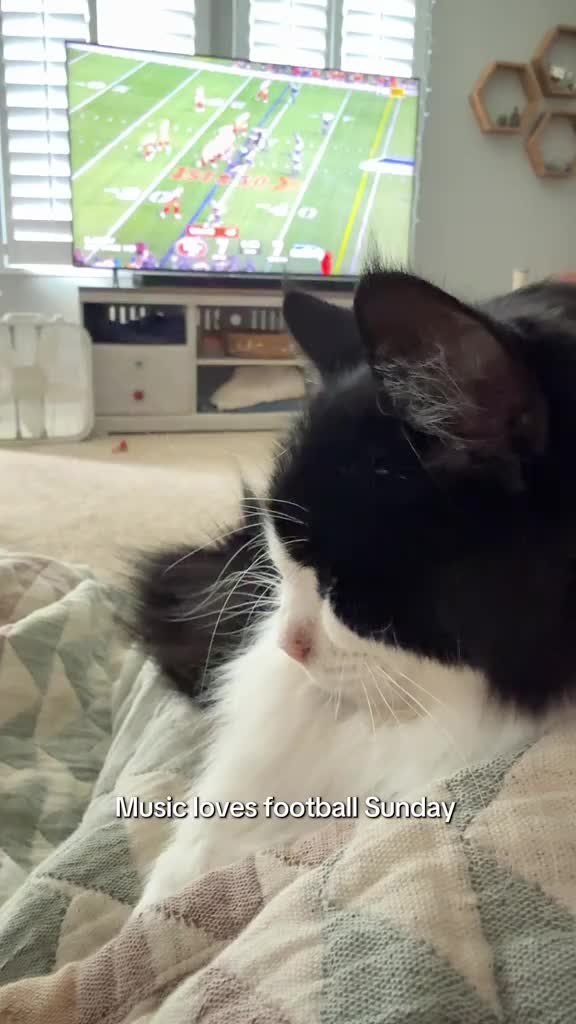 @furtastic4cats