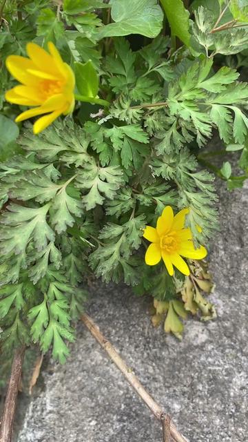 @🌻🄻🄹🦋🐘☘️