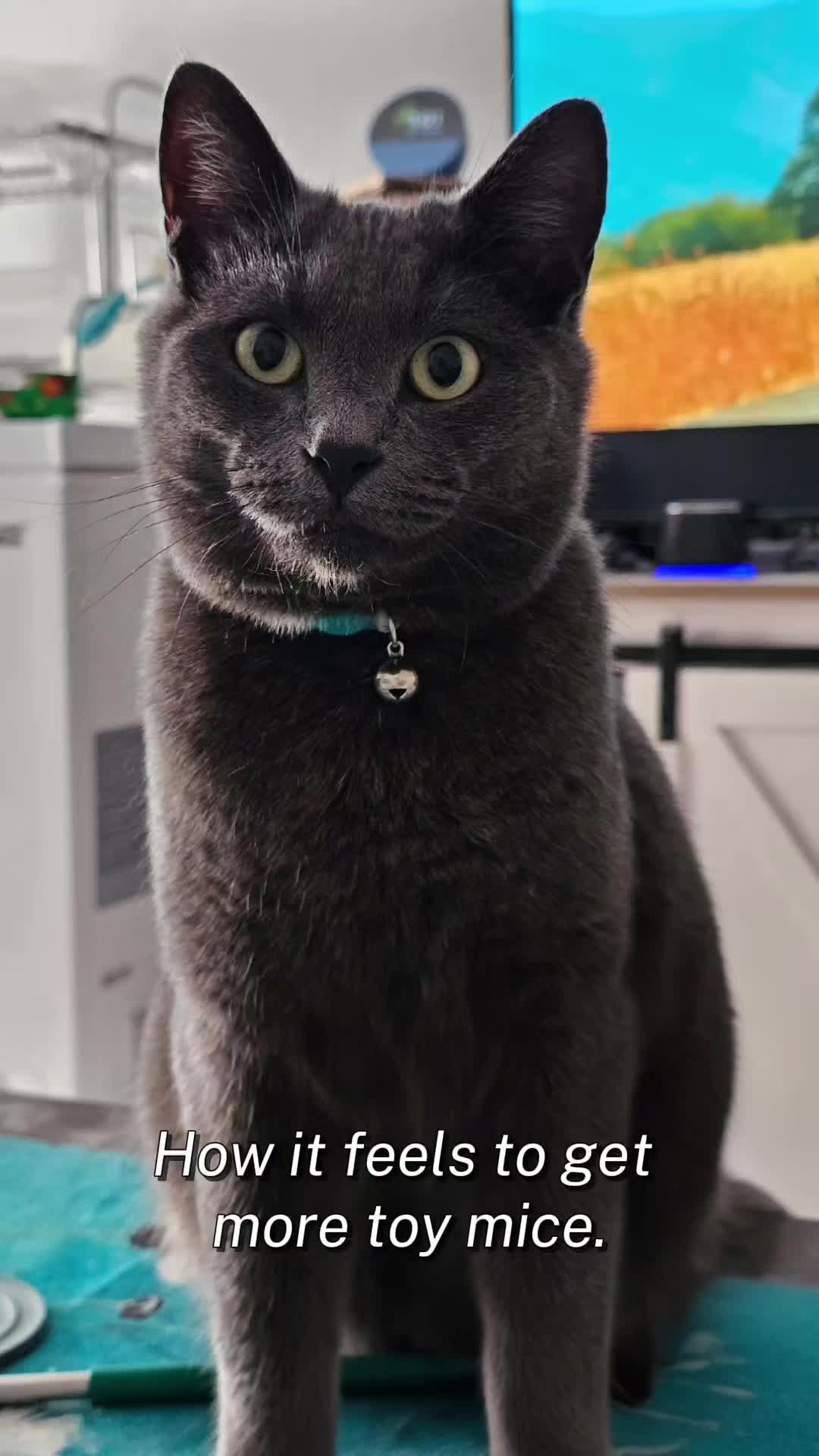 @HappySlappyTimes 🐢 😺