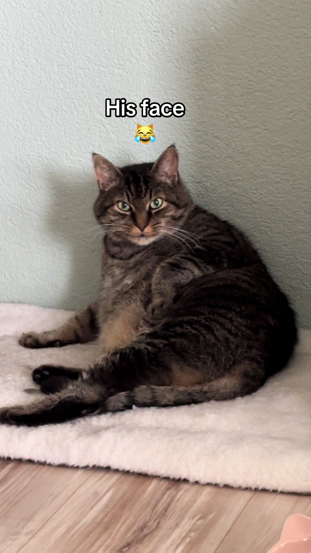 @Joep_the_ rescuecat