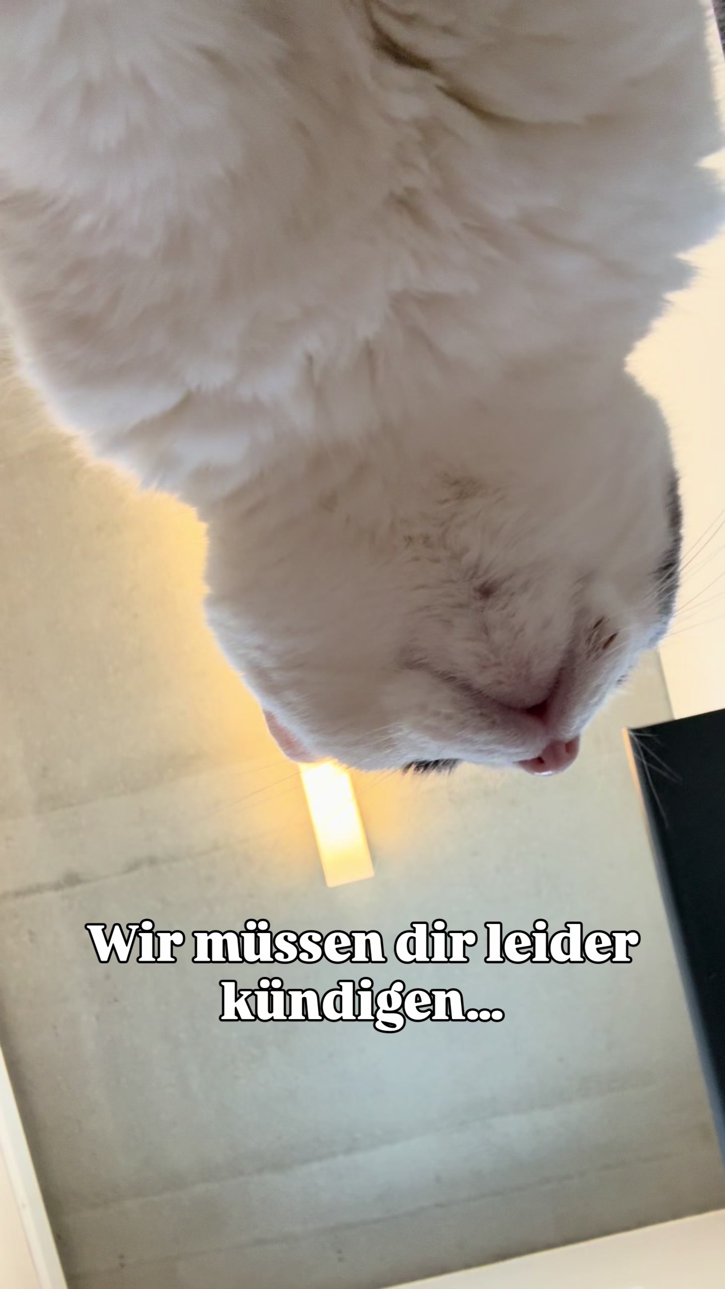 @TierschutzvereinM