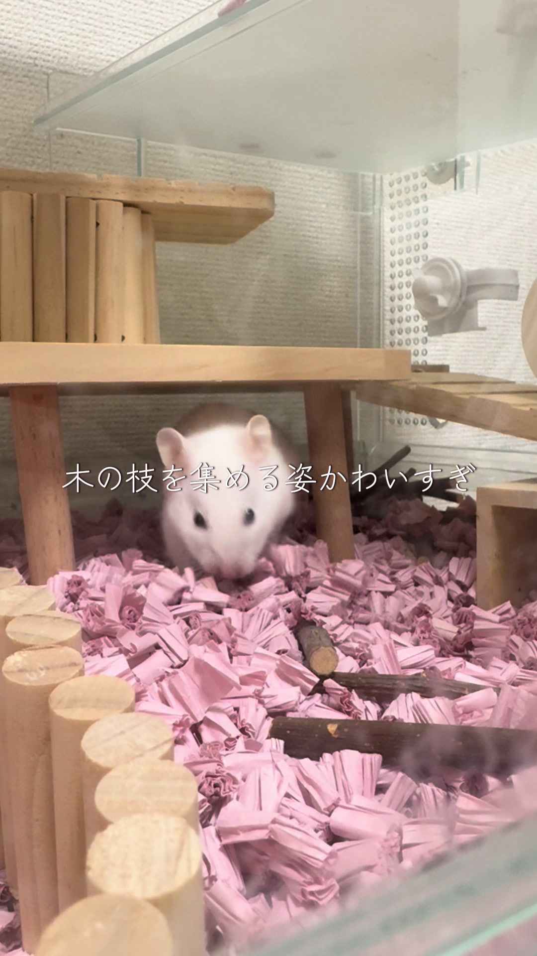 @田舎のネズミ