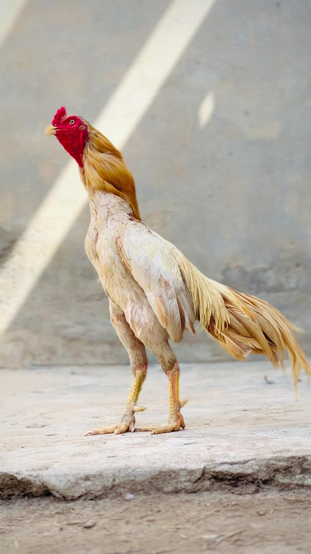 @Professionalaseelbirds2