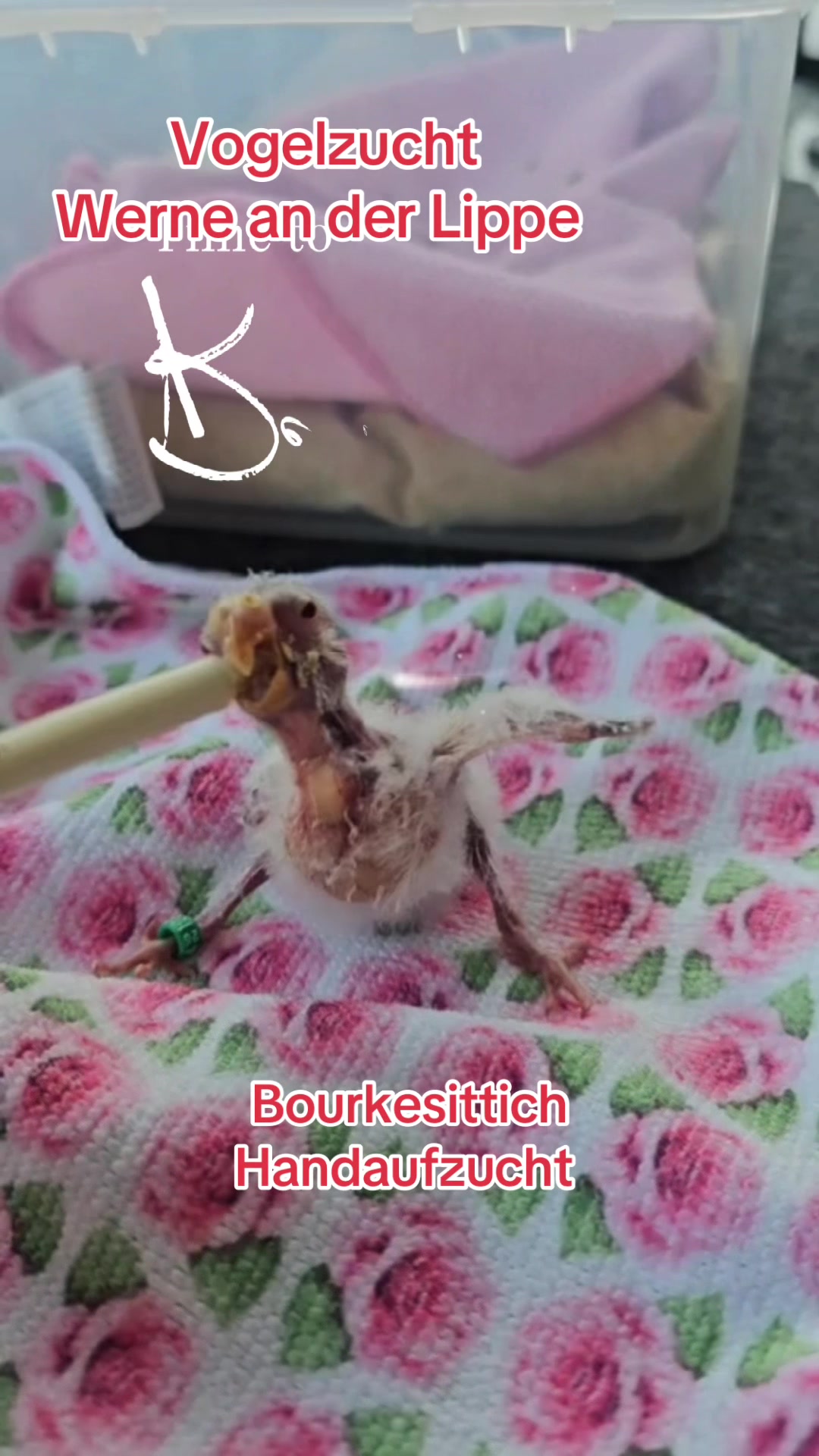 @Vogelzucht Werne an der Lippe