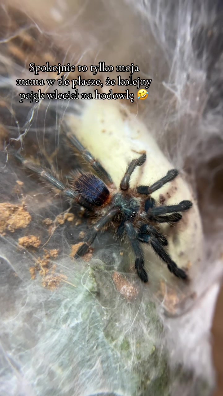 @Tori Spiders