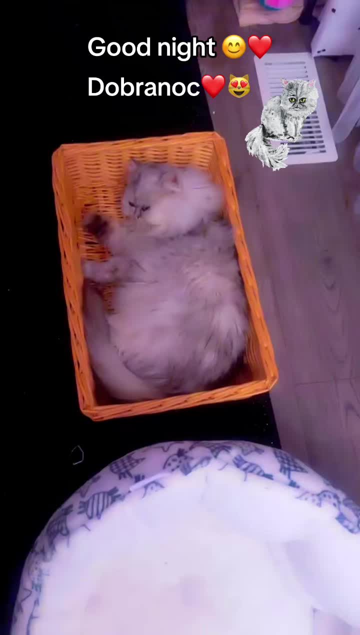 @Krystyna i Chanel 😻🇵🇱🇺🇸