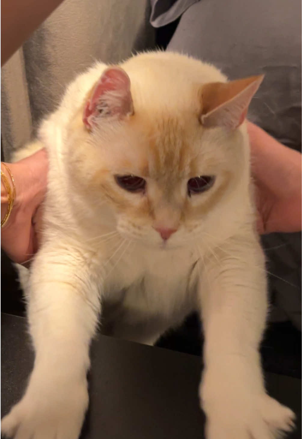 @Angel the Cat Mom