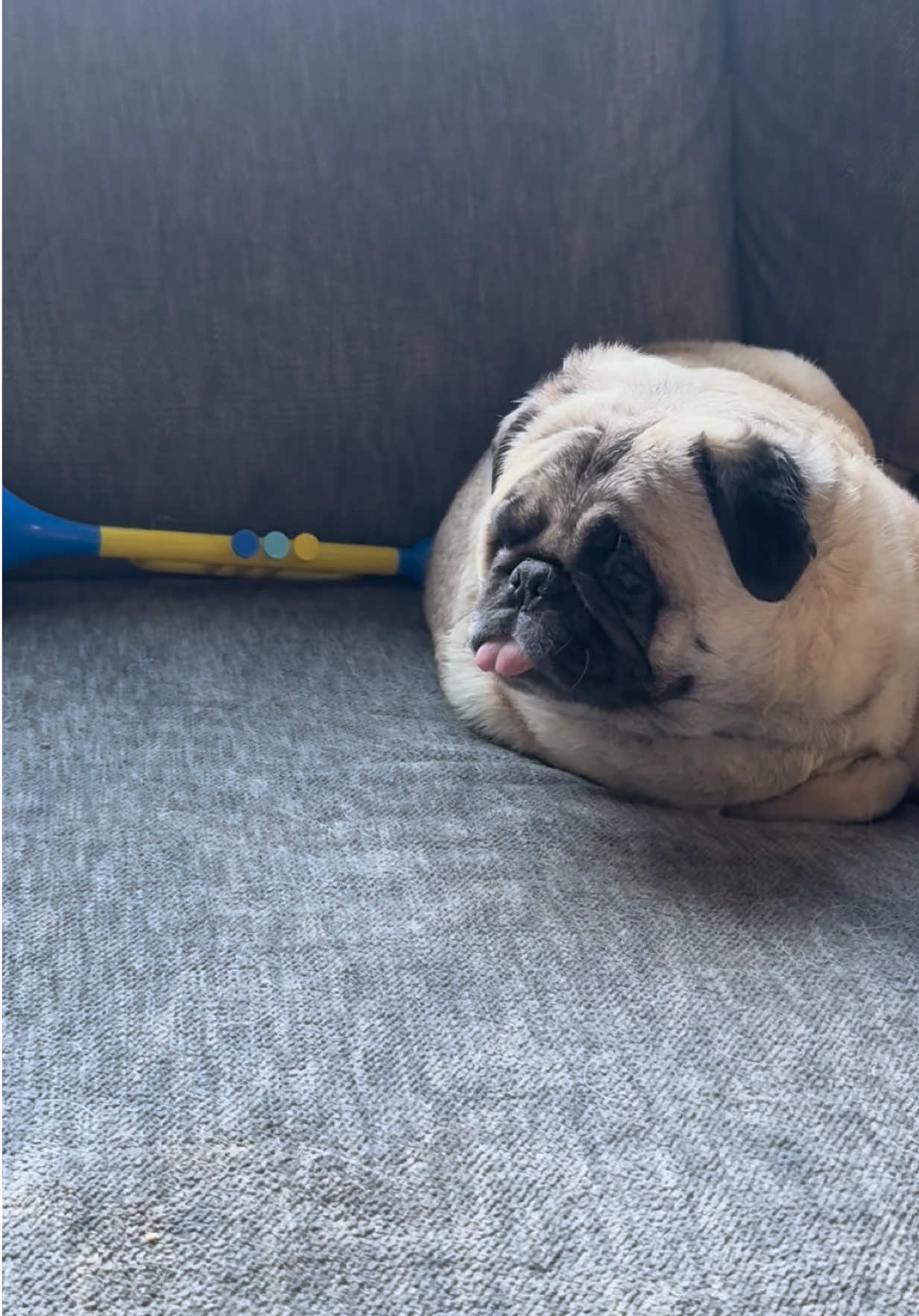 @PEARL - Quadruple-Amputee Pug