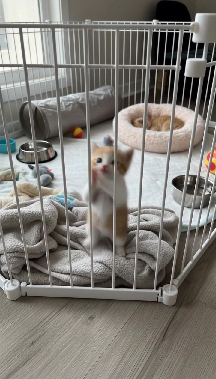 @meowmaxxers